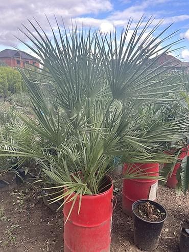 ağ kala: Limon şam ağacı– dekorativ iynəyarpaqlı Lelandra Sekas Finik Tuya — 7