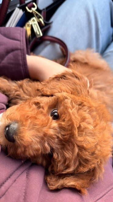 it adlari qiz: Pudel, 2 ay, Erkek, Peyvəndli — 2