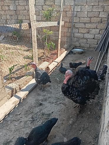 Erkək, Damazlıq