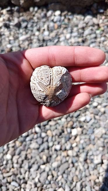 matras tək: 🔥 Milyon İllik Dəniz Kirpisi Fosili – Nadir Tapıntı! Satılır təbii — 1