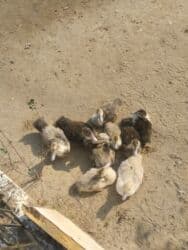 ördək balası satışı: Satılır 2 aylıqdır lal ördəkin balalarıdır 9 dənədir aktivdiler və — 5