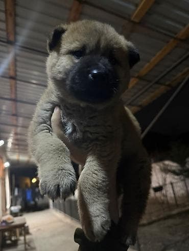 ov tiri satilir: Akita-inu, 2 ay, Peyvəndli, Ödənişli çatdırılma — 2
