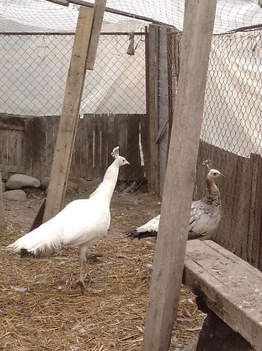 iney satışı: Salam aleykum. şəkildə gördüyünüz tovuzquşu cütü satılır. fərq — 2