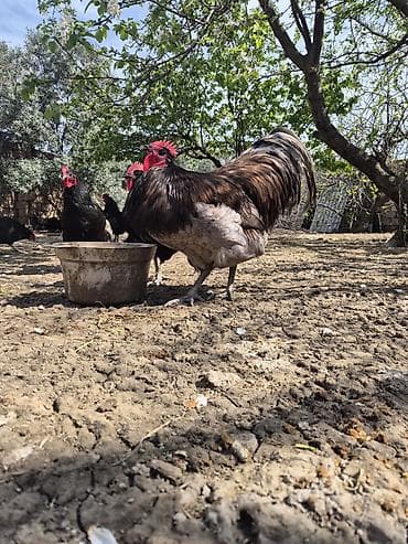 cücə və xoruz: Salam Aleykum 1 yaşi var .Ciddi şexsler narahat etsin — 6