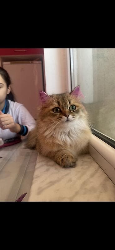 pişik sumkasi: Qızıl şinşilla, Dişi, Yaxşı əllərə, Ünvandan götürmə — 5