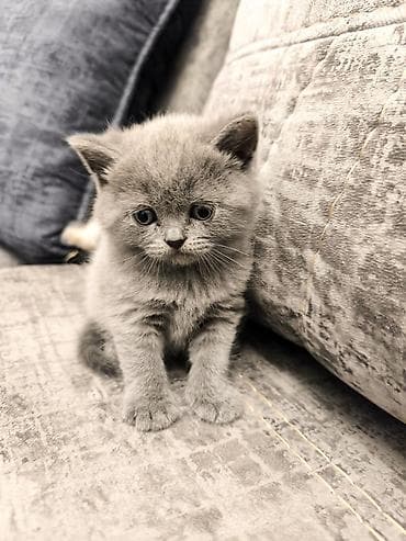 sort pişik: Şotland — 4