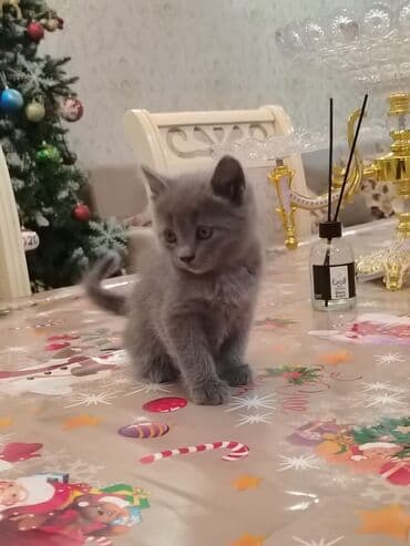 кот в добрые руки: Самец, В добрые руки, Самовывоз — 3