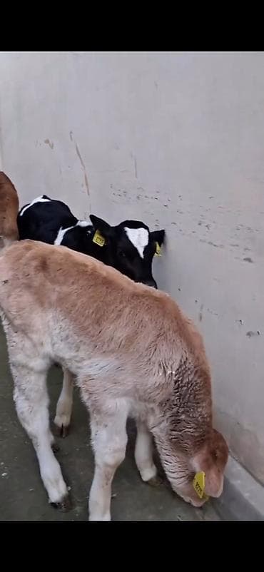 Кошки: Satılır: quzadan kəsilmiş bir neçə dana (südlük-döşəməli buzovlar) — 3