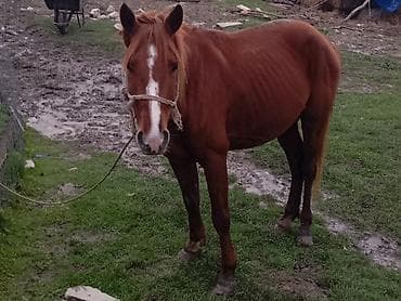 mal bazari: Erkək, il: 4, Ünvandan götürmə — 4