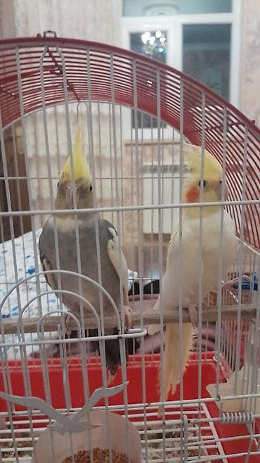 quş bazarı: Nimfalar (Cockatiel) cütü – qəfəs və aksesuarlarla birlikdə - Növ — 2
