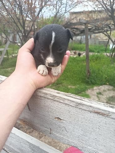 pulsuz it balalari: Ünvandan götürmə — 3