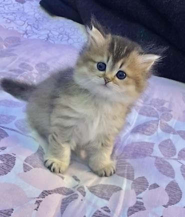 pisik şotlant: Britan, Erkək — 1