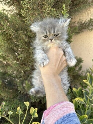 золотая шиншилла котенок: Fars — 9