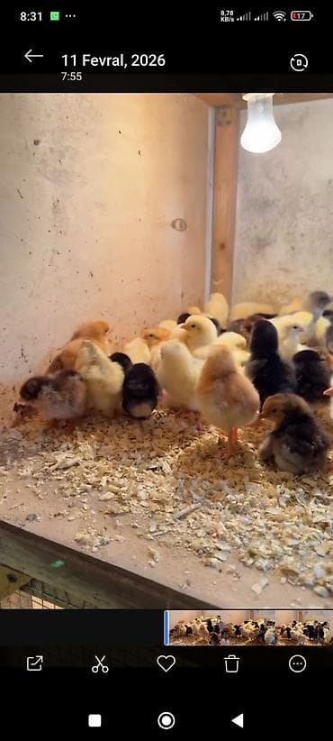 Toyuq cücələri, Ətlik