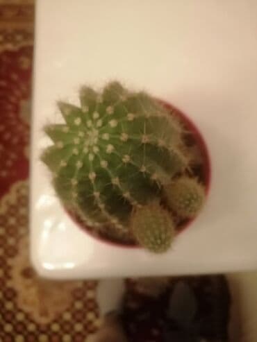 pul gulu cicek aciyor: Otaq bitkiləri — 2