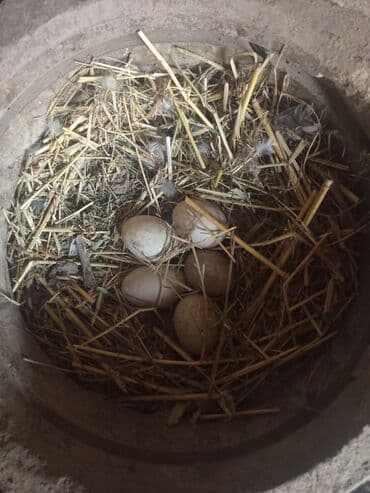 heyvan bazari inekler: Salam yerli və cins ördəklər satılır 20-70 manat arası ünvan Gəncə - — 3