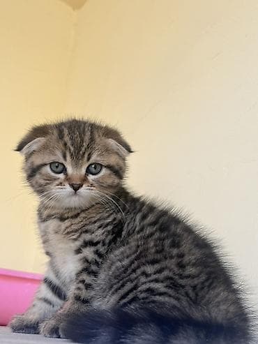 Золотая шиншилла, Самец, Самка