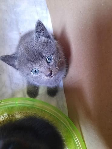 pişik şotlant: Şotland yastı qulaq — 9