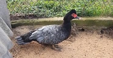 ördəyi: Erkək, | Lal ördək, Damazlıq, Ödənişli çatdırılma — 2