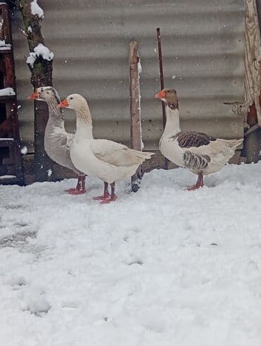 Tata: Qazlar satılır – 1erkəy 2dişi Şəkillər realdır, eyni — 2