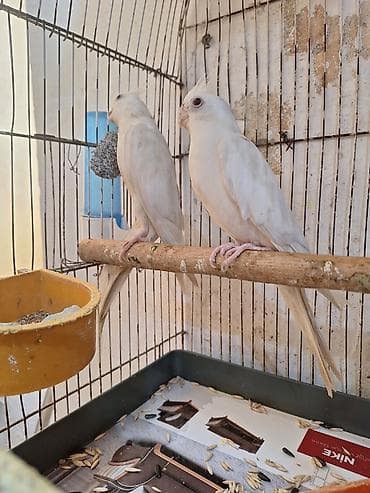 halep kecisi satilir: Ağ yanaqsiz karella 9 ayliqdir təzə cüttə atmişam təmiz — 5