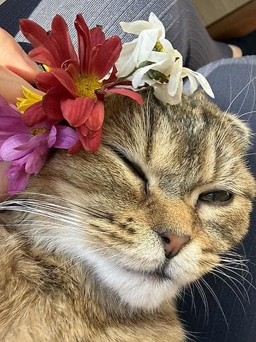 cuce yem qablari: Tabbi, Yaxşı əllərə — 1