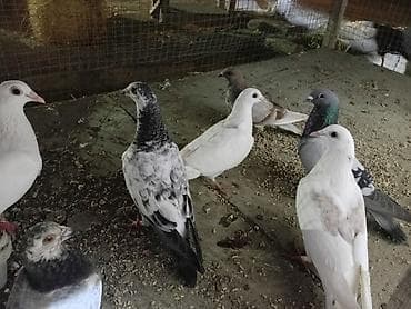 qumru quşu: Dirkolar tecli satlir riyal alan qimet razlscam - Növ: ev/yarış/seyir — 4