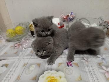 Şotland yastı qulaq