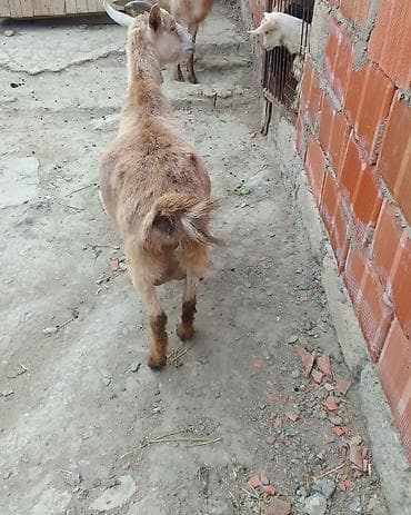 keci seki: Südlük/damlıq keçilər - Növ: ev keçisi (şəkillərdə müxtəlif rəngdə – — 1