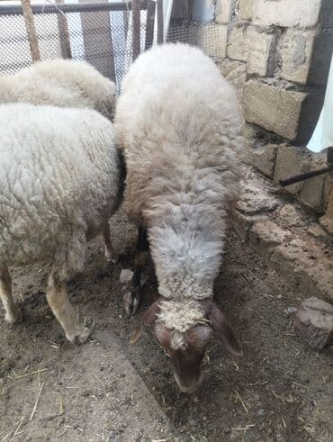 simmental inək cinsi: Dişi, il: 4, 60 kq, Ətlik, Ünvandan götürmə — 8