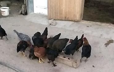 Toyuq cücələri, Ətlik, Ünvandan götürmə lalafo.az -da Toyuq cücələri, Ətlik, Ünvandan götürmə