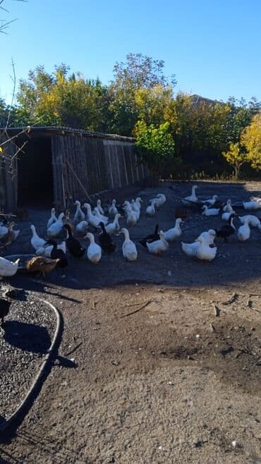 ördək balası və cücə: Satlıq ördəklər – təsərrüfatdan - Növ: qarışıq ev ördəkləri (ağ, qara — 2
