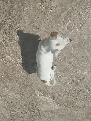 gencede heyvanlar: Cek rassel teryer, 3 ay, Erkek, Peyvəndli, Ünvandan götürmə — 7