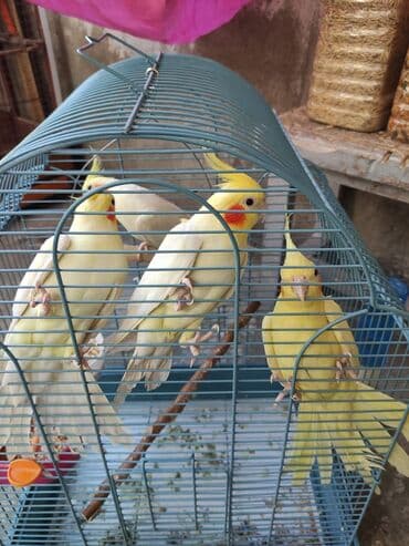 dovşan qəfəsi: Qəfəslər quşlar — 4