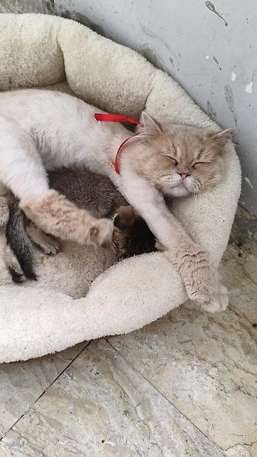 benqal pişik: Şinşilla, Erkək, Dişi, Yaxşı əllərə, Ödənişli çatdırılma — 1