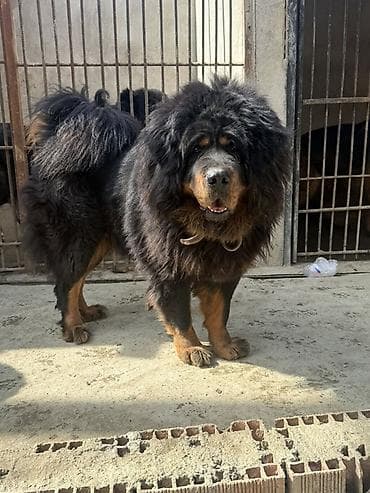 francuski buldog poklanjam: Dişi, Pulsuz çatdırılma, Ödənişli çatdırılma — 1