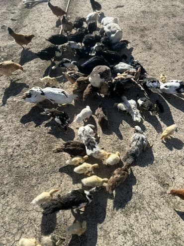 kuban ördek: Salam Aleykum Satılır Ördək Qaz Ördək Cücəsi Toyoq 36 Ədəd Lal Ördək — 26