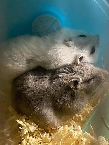 Heyvanlar üçün mallar: 2 hamster 2 yuva satilir hamsterlerin biri boz biri ağ remgdedir — 4