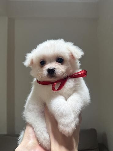 çoban iti balasi: Şpitz, 2 ay, Erkek, Pulsuz çatdırılma — 3