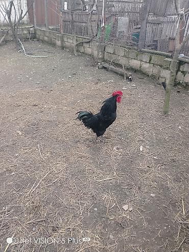 Собаки: Australorp xoruz 10 ayliq tam saglamdi — 1