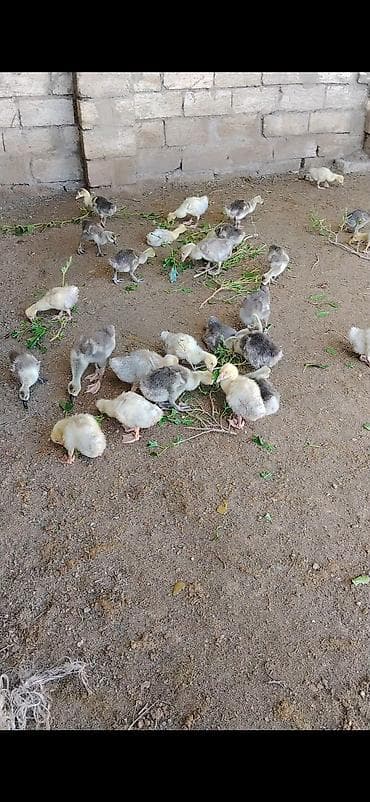 quş adları: Linda kuban qaz balası satılır ünvan Maştağadadi 25 günlük qiymət 13 — 1