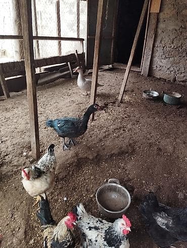 ördekler: Məhsul: Ev quşları dəss 2eded kitayski toyug 2 ədəd yaşıl lal ördək 1 — 3