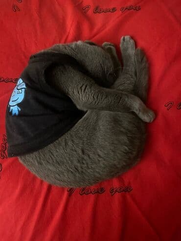 xamyak evi: Sahiblendirilir yeni doğulmuş körpe olduguna göre heyete buraxılıb — 3