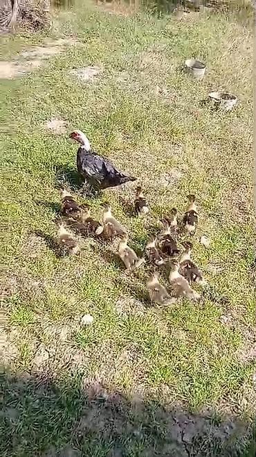 qus sesi: Lal ordek balalari ile birge satilir qiymet 130 azn ciddi akiciya — 3