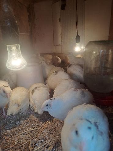 Məhsul: bildirçinlər (ağ rəngdə, ləkəli)Teksas Təsvir: - Şəkillərdə — 2