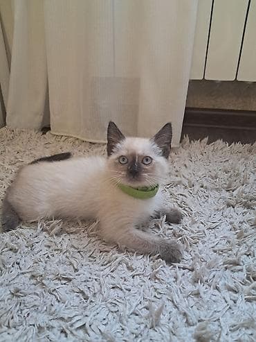 pisi: Siam, Dişi, Yaxşı əllərə — 1