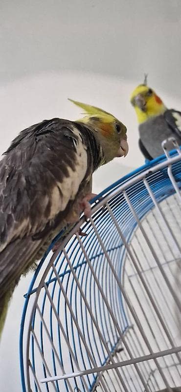 Akvarium aksessuar və ləvazimatları: Əl quşudur,dişləmir Dişidir Real alıcıya endirim olunacaq 3 aylıqdır — 3