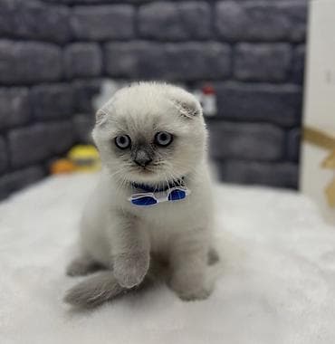 labrador satilir: Şotland yastı qulaq, Yaxşı əllərə — 8