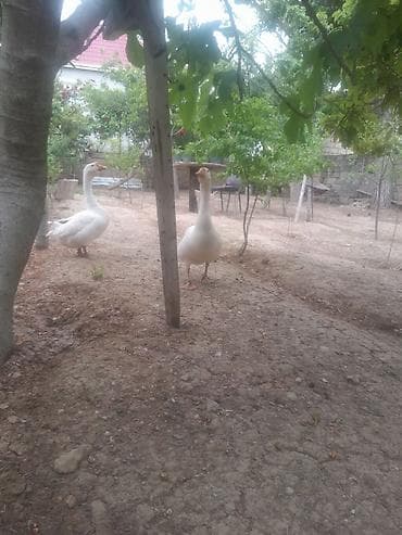 golden goose: Salam 2 əddədi biri 30 manata — 5