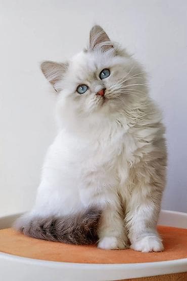 it cinsi adlari: Şotland — 8